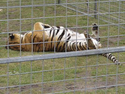 906575 Afbeelding van een gekooide tijger van het Circus Belly, dat de tenten opgeslagen heeft in het Grifpark te Utrecht.